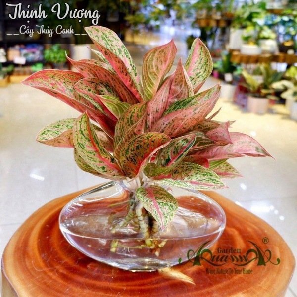 Thịnh Vượng 06 - Cây Thủy Canh