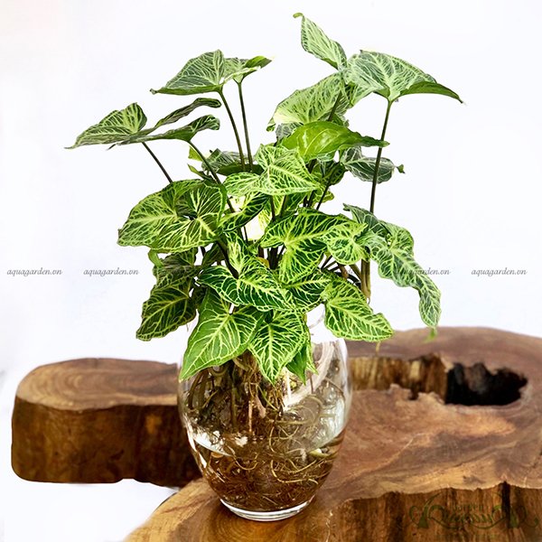 Môn Hợp Quả 05 - Cây Thủy Canh 2
