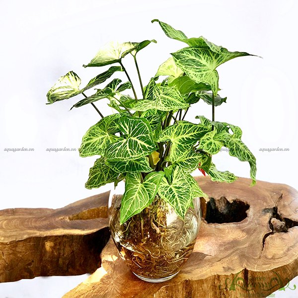 Môn Hợp Quả 05 - Cây Thủy Canh