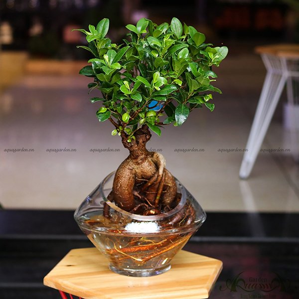 Sâm Nhung 06 - Cây Thủy Canh 3