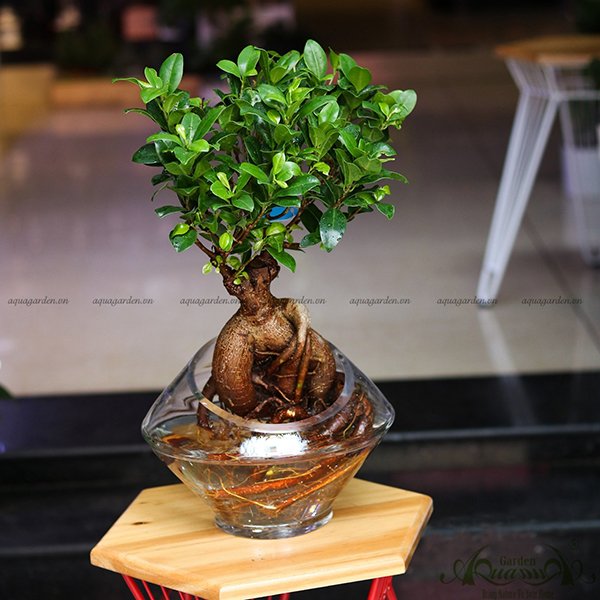 Sâm Nhung 06 - Cây Thủy Canh 2