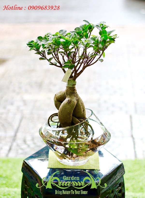 Sâm Nhung 01 - Cây Thủy Canh 2