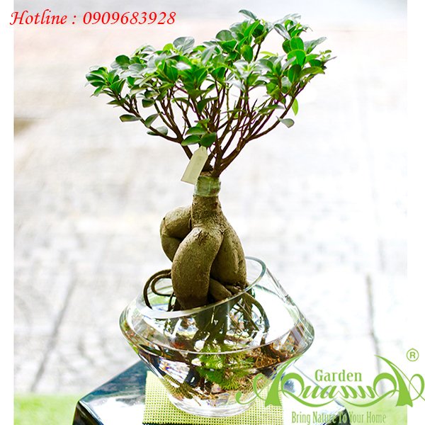 Sâm Nhung 01 - Cây Thủy Canh