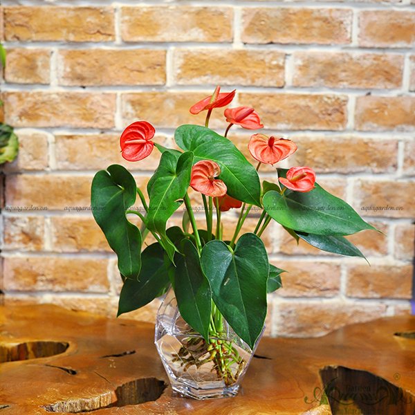 Hồng Môn 22 - Cây Thủy Canh