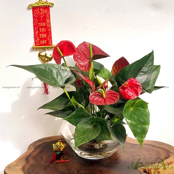 Hồng Môn 20 - Cây Thủy Canh