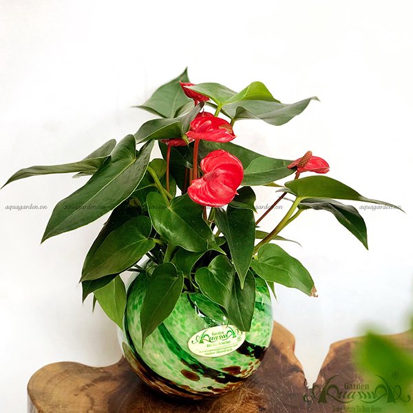 Hồng Môn 17 - Cây Thủy Canh