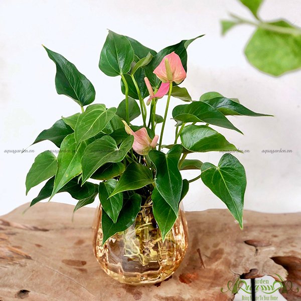 Hồng Môn 16 - Cây Thủy Canh 2
