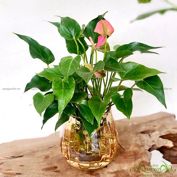 Hồng Môn 16 - Cây Thủy Canh