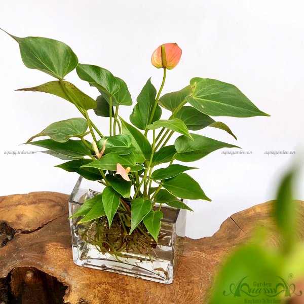 Hồng Môn 14 - Cây Thủy Canh