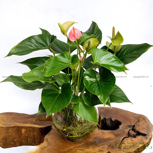 Hồng Môn 11 - Cây Thủy Canh