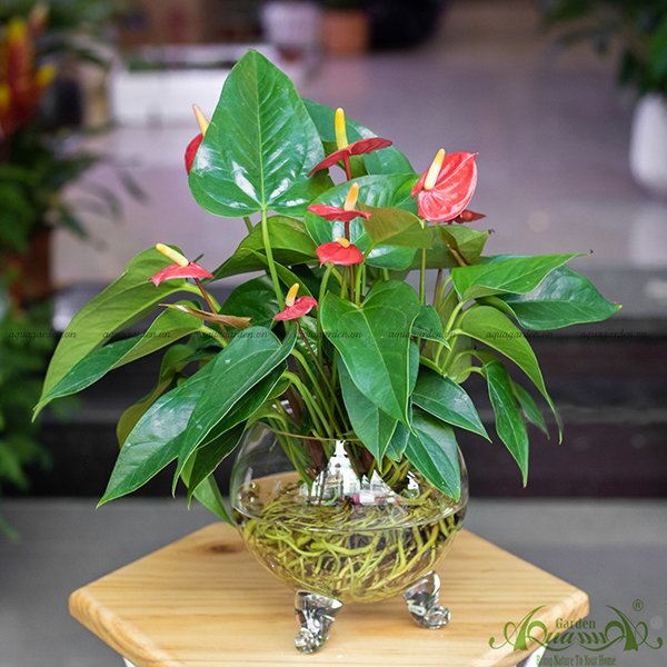 Hồng Môn 04 - Cây Thủy Canh 2