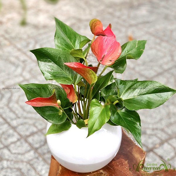 Hồng Môn 03 - Cây Thủy Canh 2