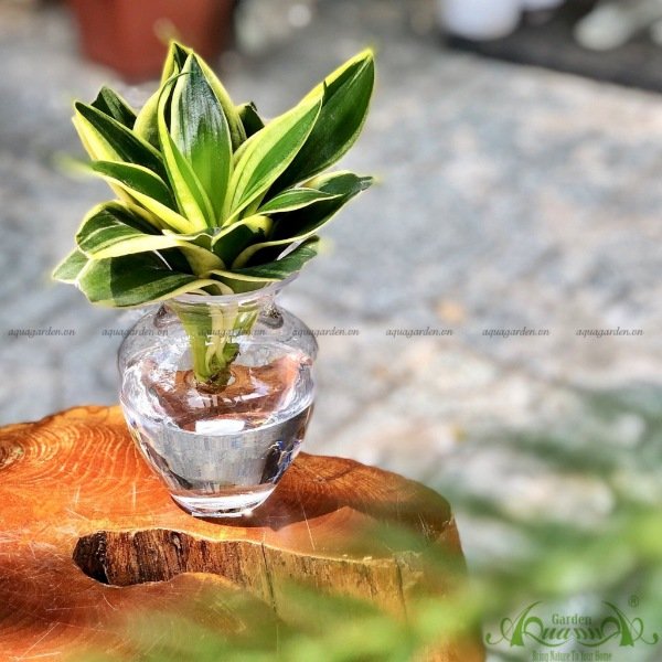 Lưỡi Hổ 12 - Cây Thủy Canh