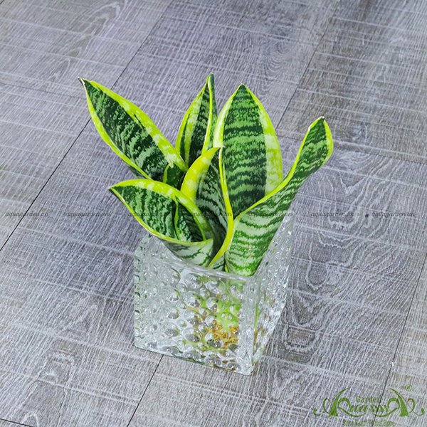 Lưỡi Hổ 09 - Cây Thủy Canh 3