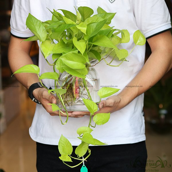 Trầu Bà Vàng 03 - Cây Thủy Canh 2