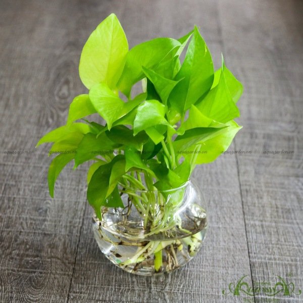 Trầu Bà Vàng 02 - Cây Thủy Canh 2
