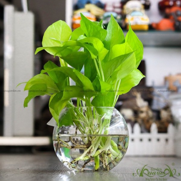 Trầu Bà Vàng 02 - Cây Thủy Canh