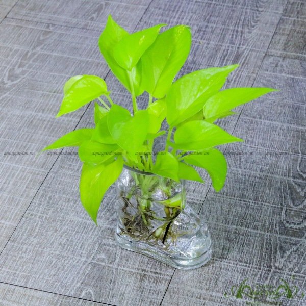 Trầu Bà Vàng 01 - Cây Thủy Canh 2