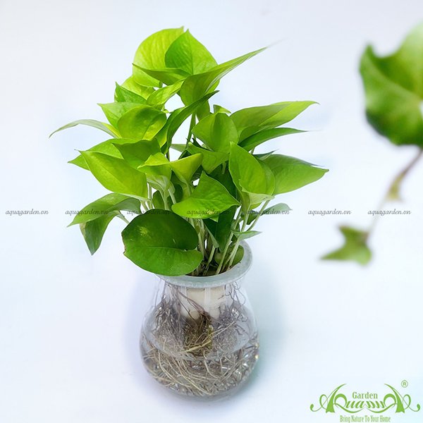 Trầu Bà Xanh 07 - Cây Thủy Canh