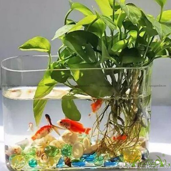 Trầu Bà Xanh 03 - Cây Thủy Canh