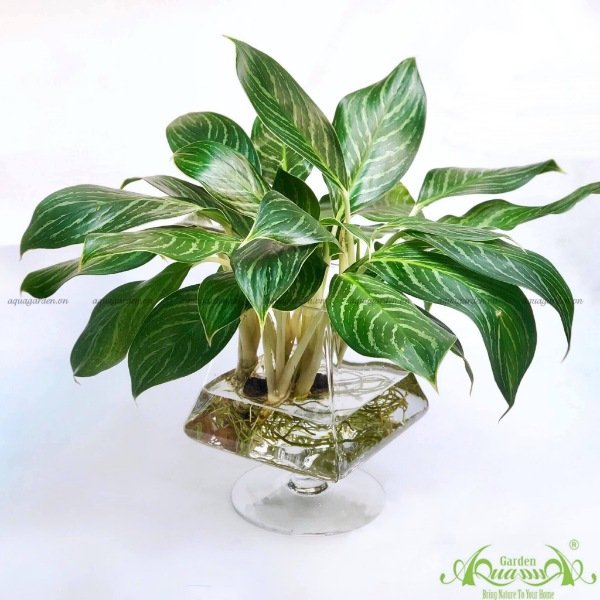 Bạch Mã Hoàng Tử 05 - Cây Thủy Canh 2
