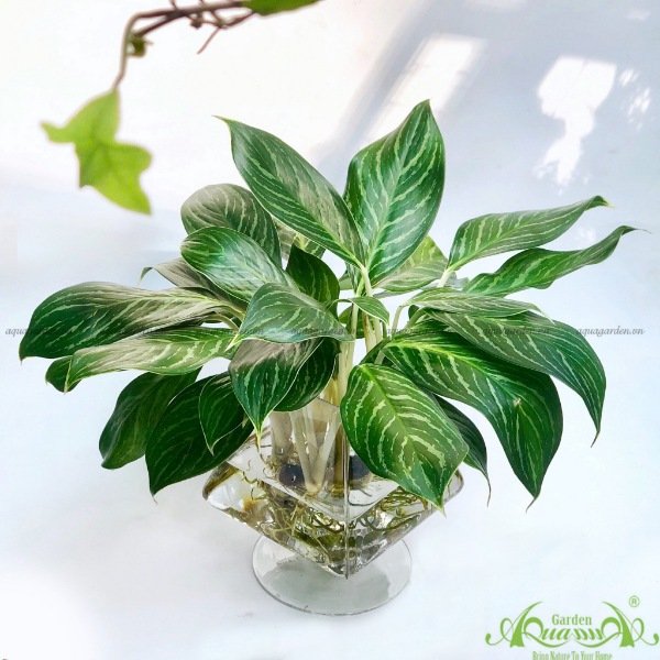 Bạch Mã Hoàng Tử 05 - Cây Thủy Canh
