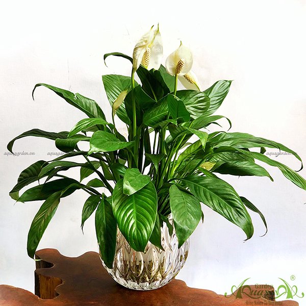 Lan Ý 04 - Cây Thủy Canh
