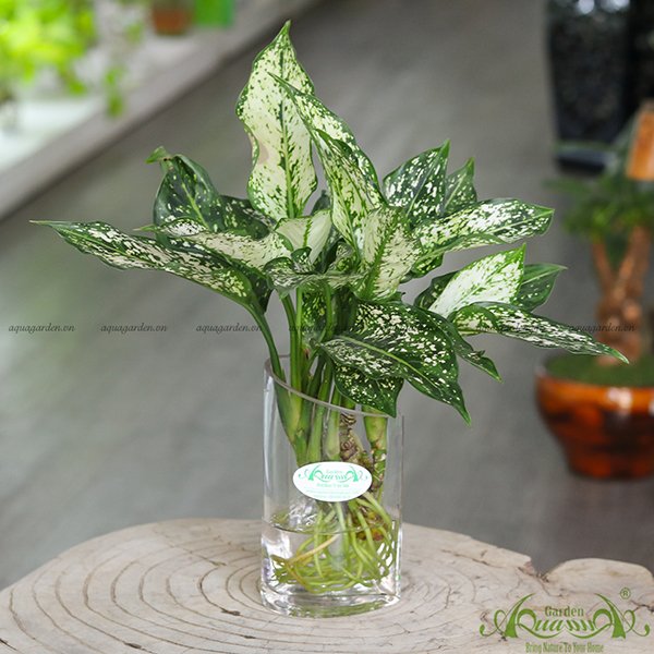 Ngọc Ngân 01 - Cây Thủy Canh 2