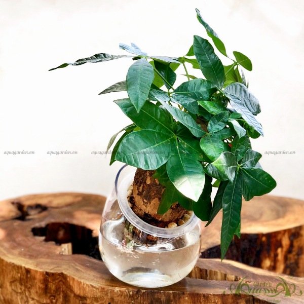Kim Ngân 07 - Cây Thủy Canh