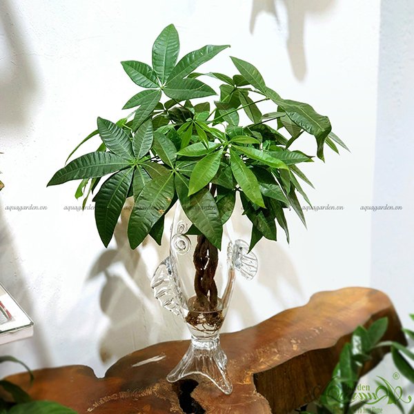 Kim Tiền Bím 02 - Cây Thủy Canh