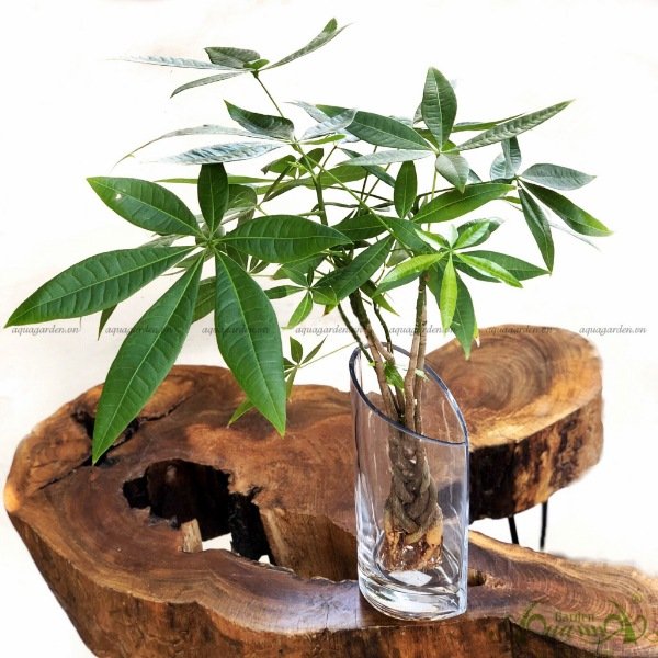 Kim Tiền Bím 01 - Cây Thủy Canh 2