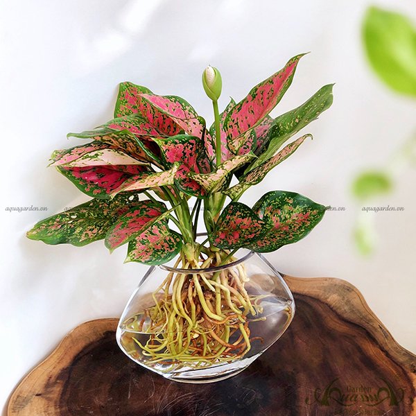 Vạn Lộc 19 - Cây Thủy Canh 2