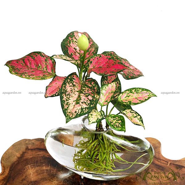 Vạn Lộc 14 - Cây Thủy Canh