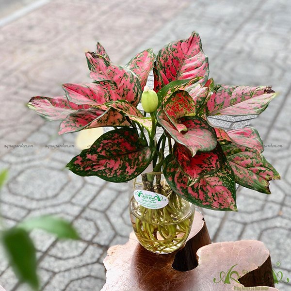 Vạn Lộc 10 - Cây Thủy Canh