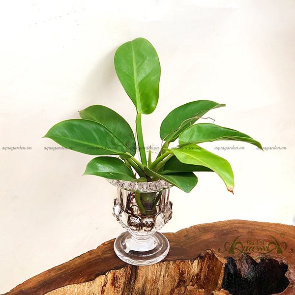 Đế Vương Vàng 30 - Cây Thủy Canh