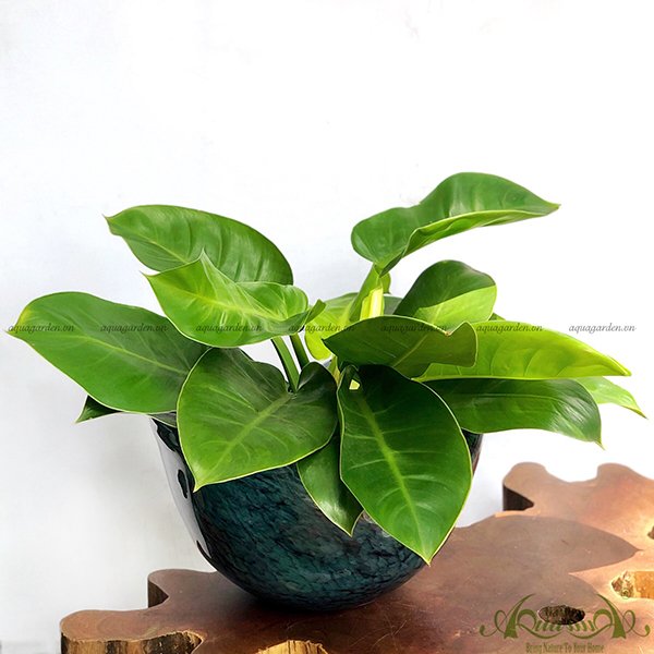 Đế Vương Vàng 28 - Cây Thủy Canh