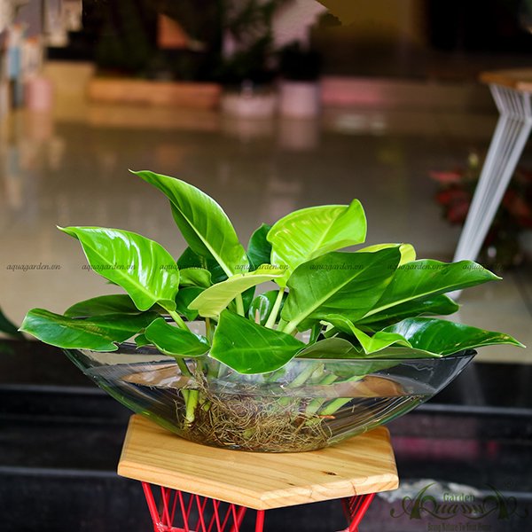 Đế Vương Vàng 12 - Cây Thủy Canh 2