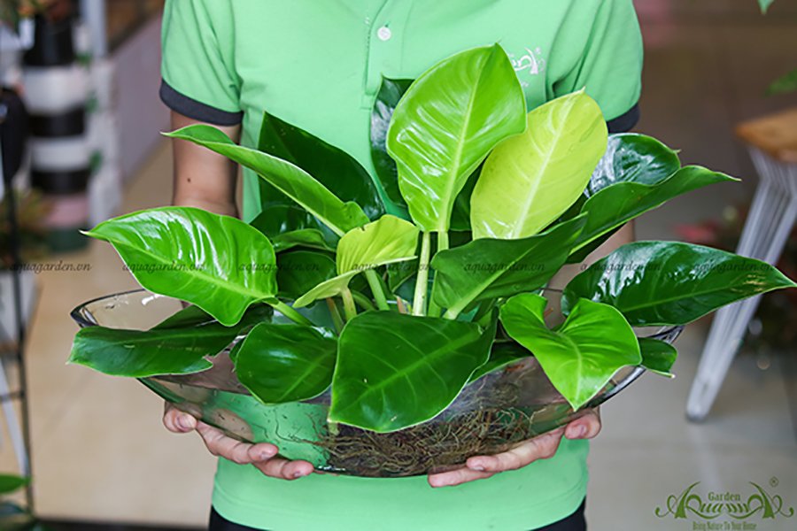 Đế Vương Vàng 12 - Cây Thủy Canh 3
