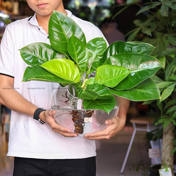 Đế Vương Vàng 11 - Cây Thủy Canh 2