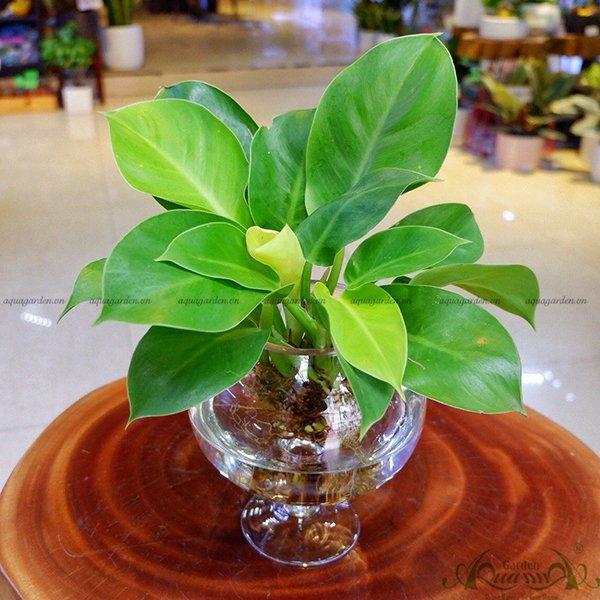 Đế Vương Vàng 07 - Cây Thủy Canh 3