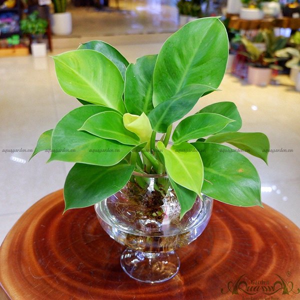 Đế Vương Vàng 07 - Cây Thủy Canh 2