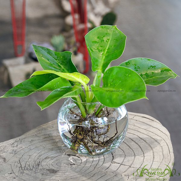 Đế Vương Vàng 04 - Cây Thủy Canh 2