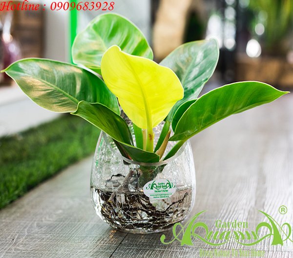 Đế Vương Vàng 06 - Cây Thủy Canh 2