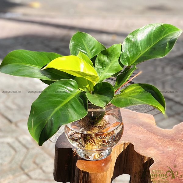 Đế Vương Vàng 03 - Cây Thủy Canh