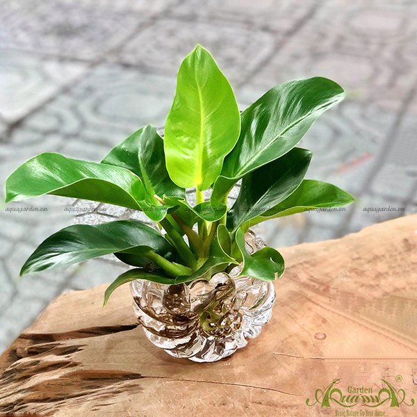 Đế Vương Vàng 01 - Cây Thủy Canh 2