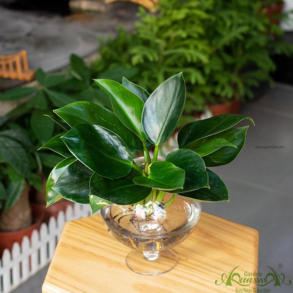 Đế Vương Xanh 02 - Cây Thủy Canh 2