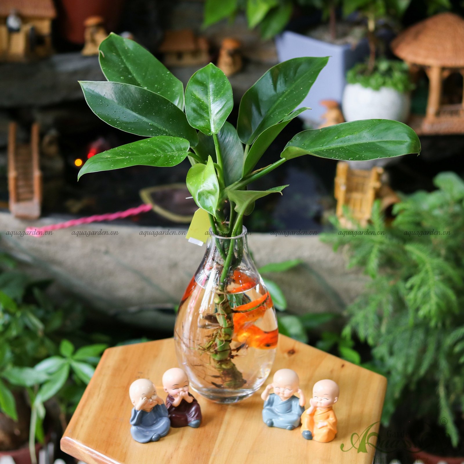 Đế Vương Xanh 01 - Cây Thủy Canh 2