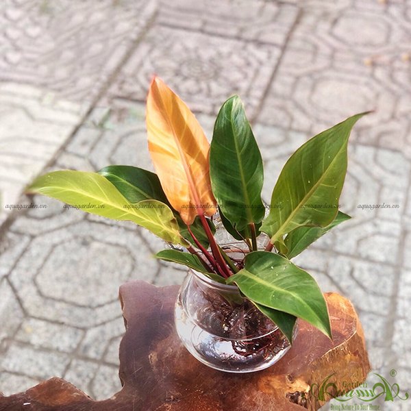 Đế Vương Đỏ 02 - Cây Thủy Canh