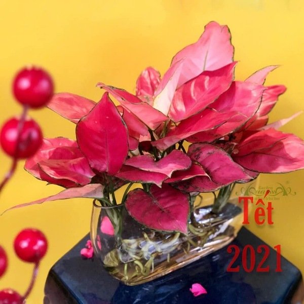 Hồng Phát Lộc 15 - Cây Thủy Canh