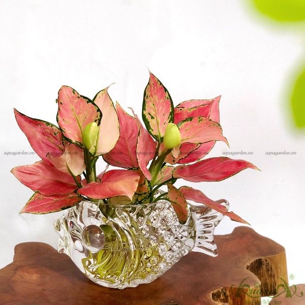 Hồng Phát Lộc 10 - Cây Thủy Canh